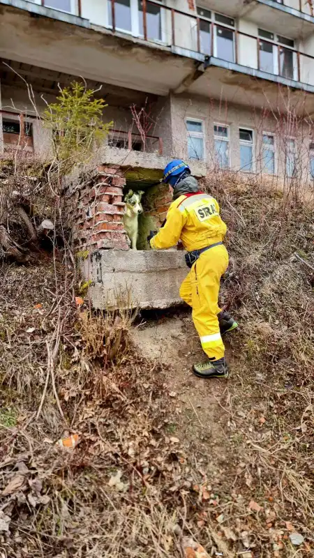 Próba w opuszczonym hotelu. Psy ratownicze OSP Nowy Sącz na szkoleniu