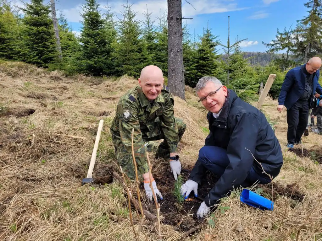 Pod Przehybą posadzono blisko tysiąc młodych jodeł