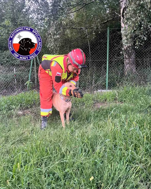 Ratownicy OSP i ich psy w akcji. Intensywny trening na gruzowisku