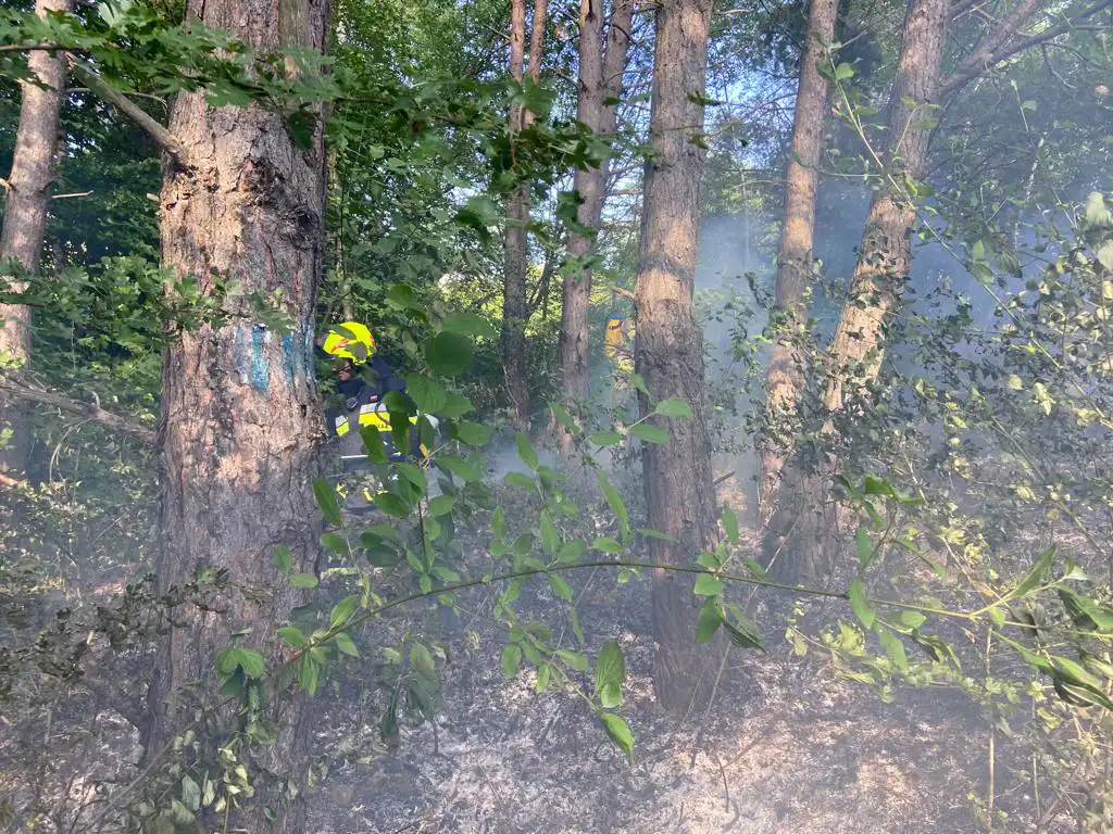 Piwniczna-Zdrój, Trzetrzewina: strażacy gasili pożary ściółki leśnej