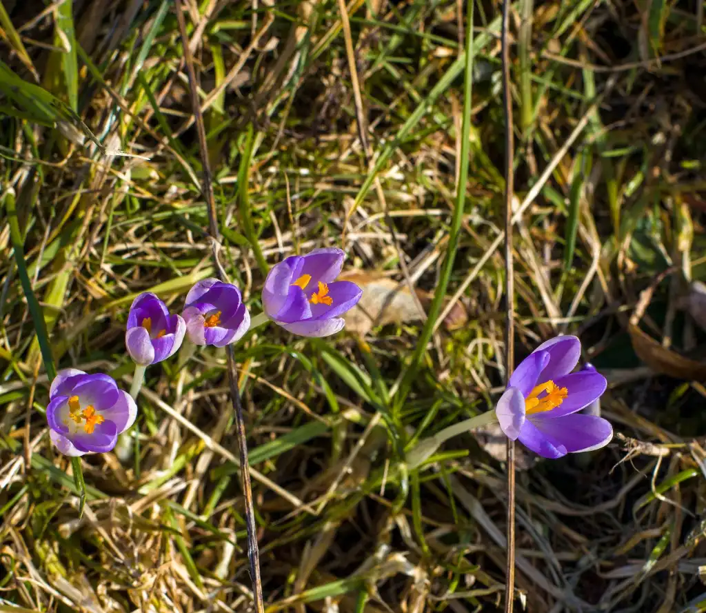 Krokusowy zawrót głowy w Muszynie