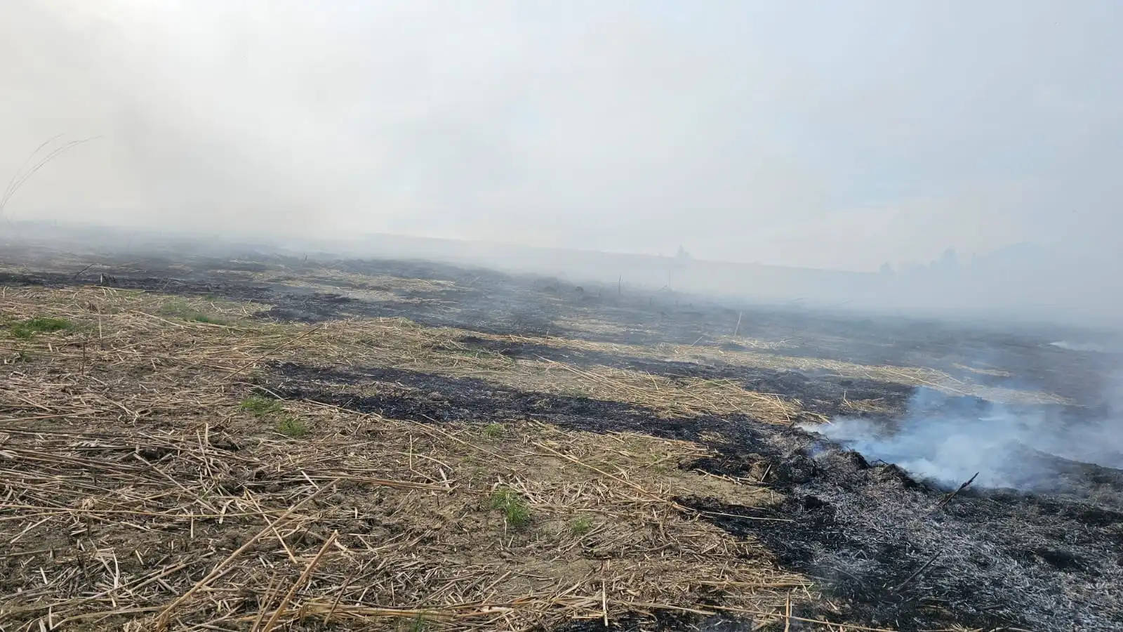Pożar w Słowikowej. Paliła się trawa energetyczna