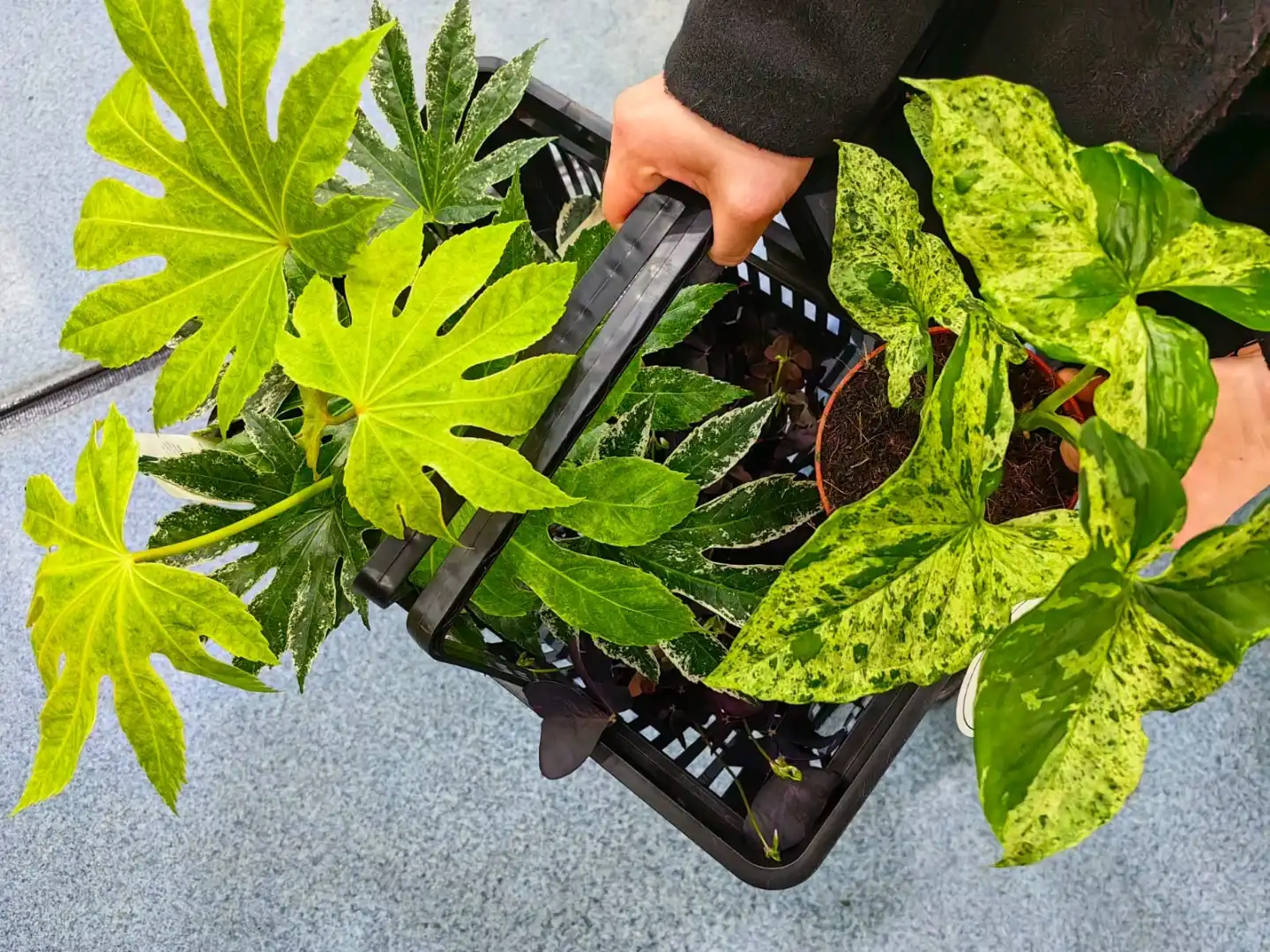 Kolejna edycja największego targu roślin doniczkowych w Krakowie!