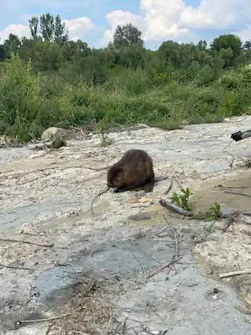 Niecodzienna akcja strażaków w Świniarsku