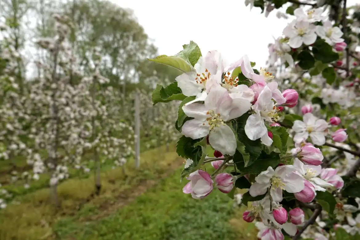 Święto Kwitnących Sadów w Łososinie Dolnej