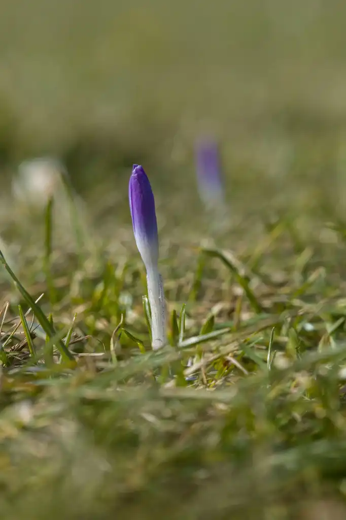 Krokusowy zawrót głowy w Muszynie