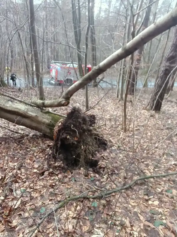 Sądecczyzna: Wietrzny początek tygodnia. Interweniowali strażacy