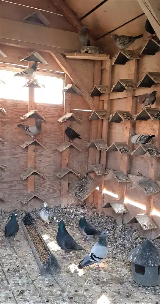 Nowy Sącz: ukradł ptaki warte kilkanaście tysięcy złotych