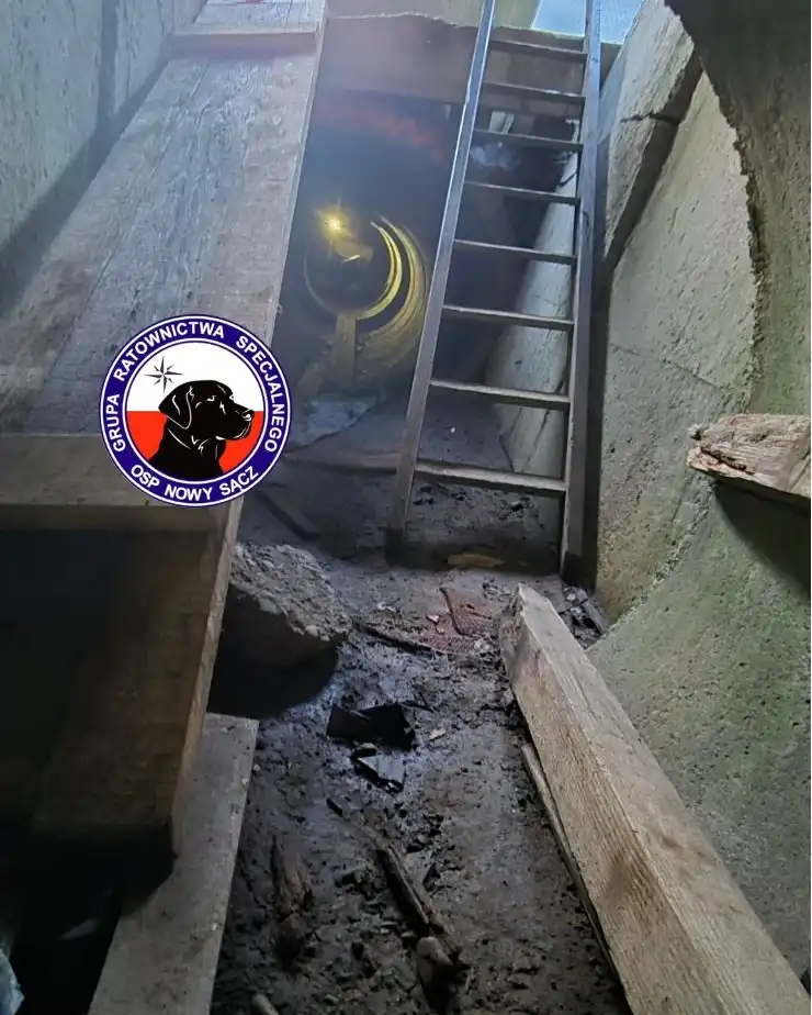 Ratownicy OSP i ich psy w akcji. Intensywny trening na gruzowisku