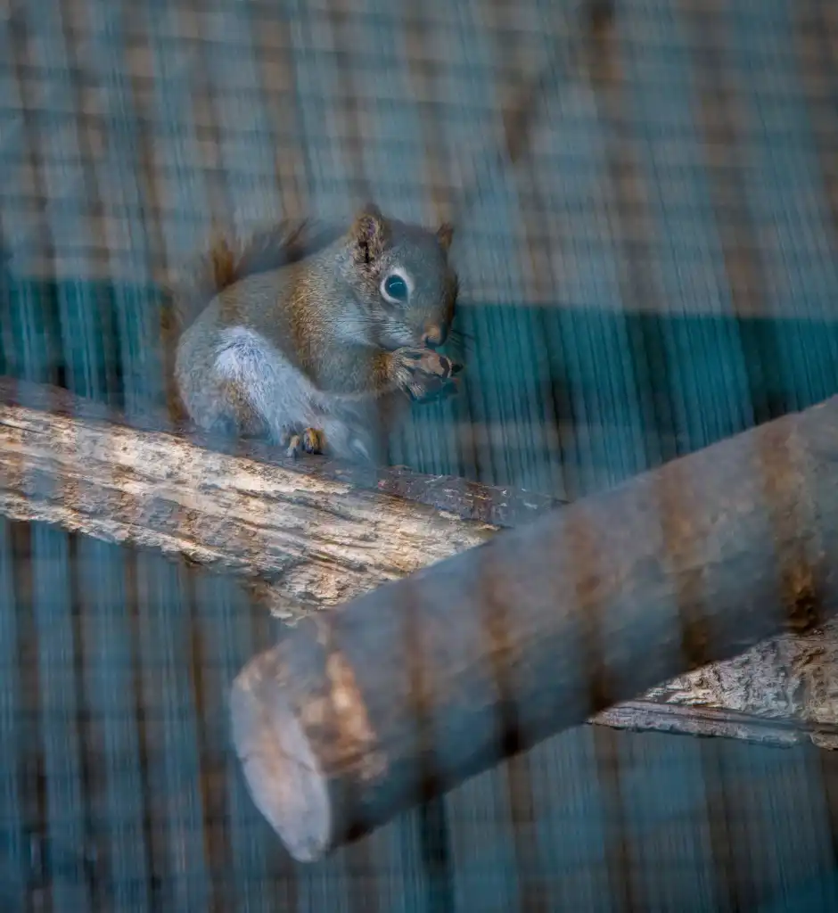 Krokusy i pierwszy dzień wiosny w muszyńskich ogrodach