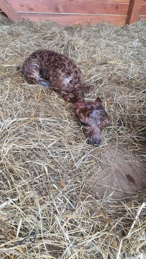 Nowy mieszkaniec alpakowej rodziny w Muszyńskich Ogrodach