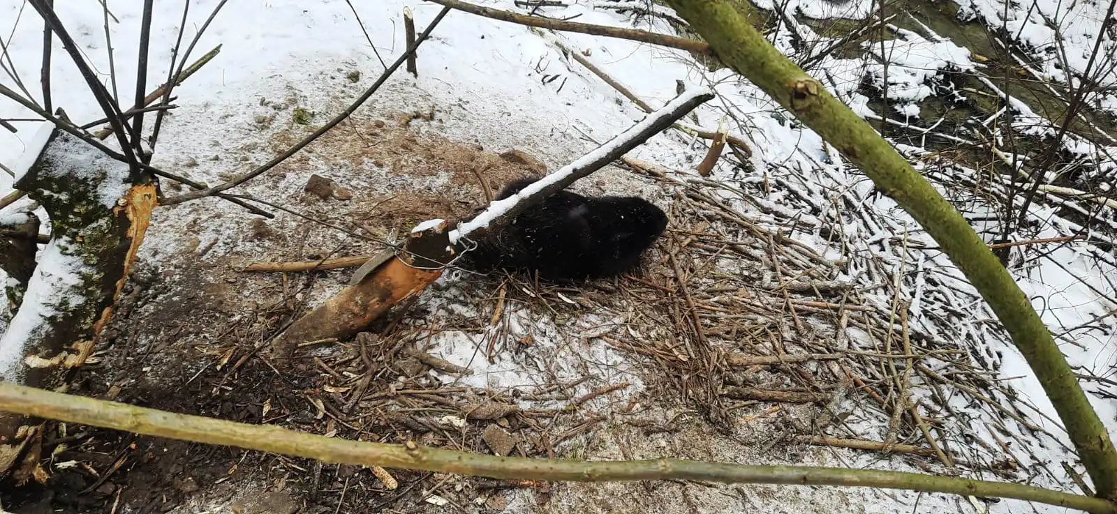 Dwie niecodzienne akcje strażaków