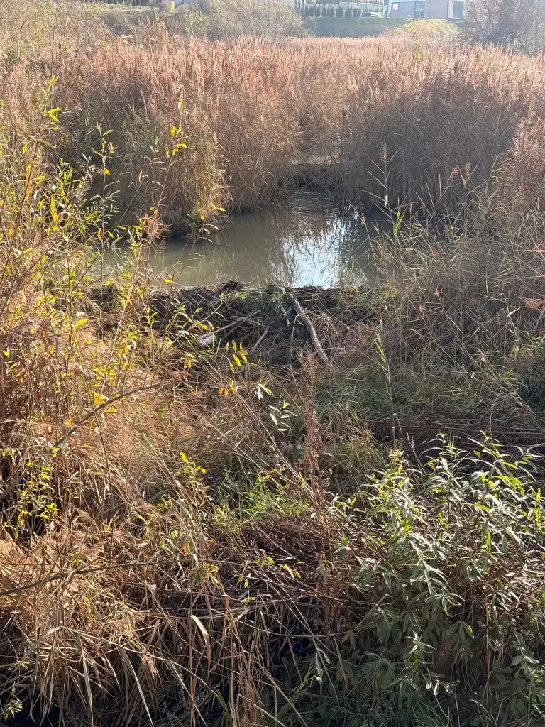 Czy Poręba Mała doczeka się regulacji potoków? Mieszkańcy apelują do Wód Polskich