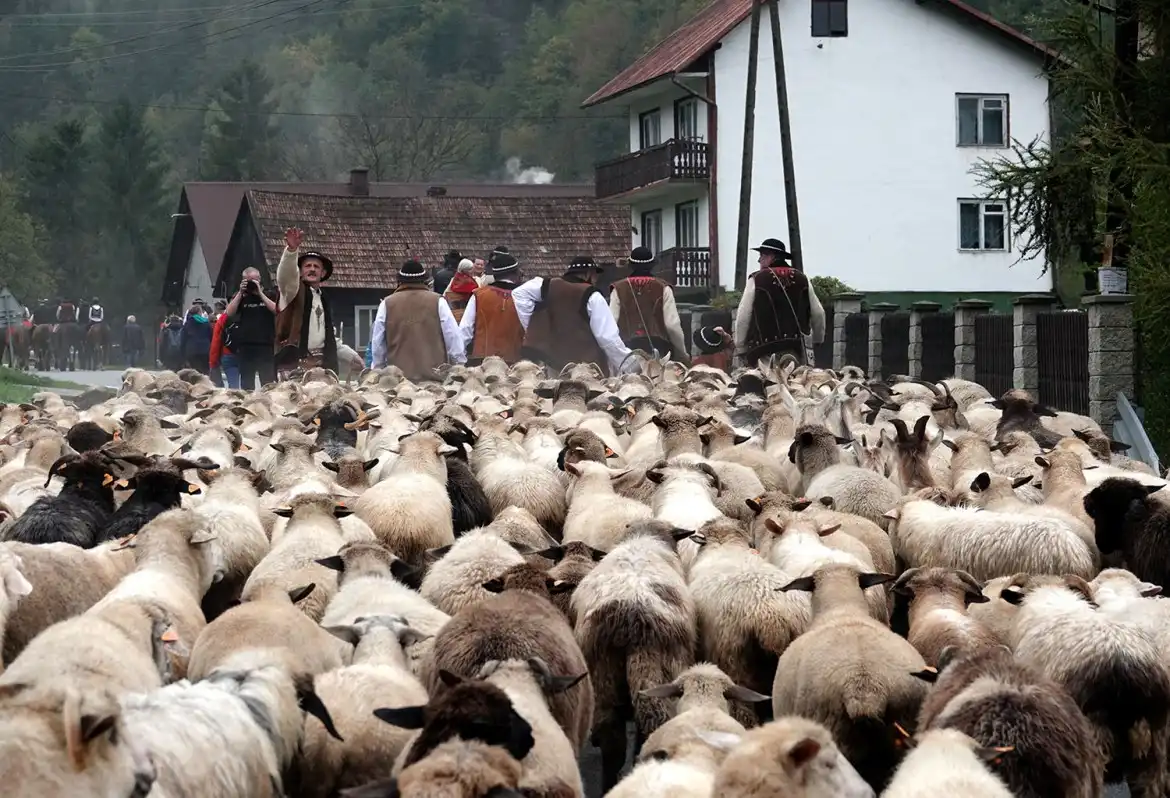 Deszczowy redyk pełen radości. Obidza w rytmie góralskich melodii