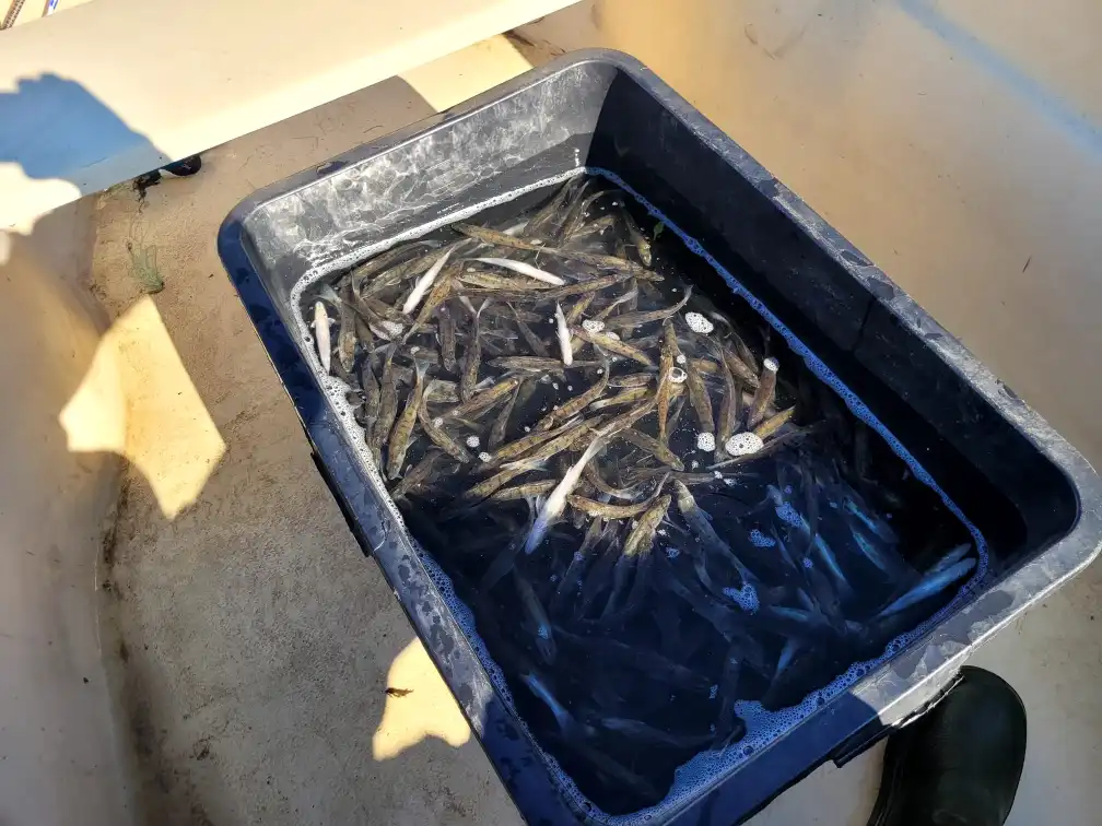 Zawisza" w akcji. Jesienne zarybianie Jeziora Rożnowskiego