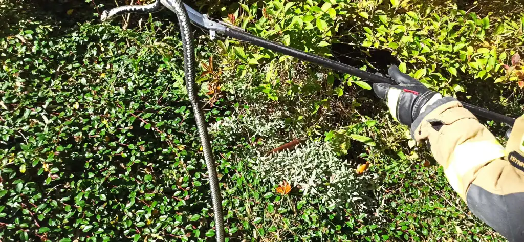 Węże na jednej z posesji w Krynicy-Zdroju. Interweniowali strażacy