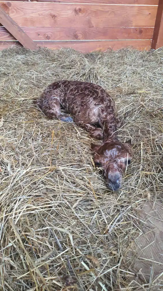 Nowy mieszkaniec alpakowej rodziny w Muszyńskich Ogrodach