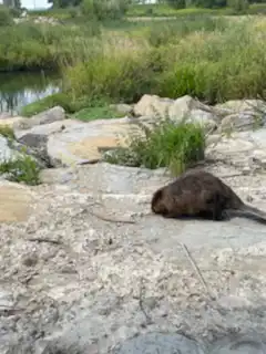 Niecodzienna akcja strażaków w Świniarsku