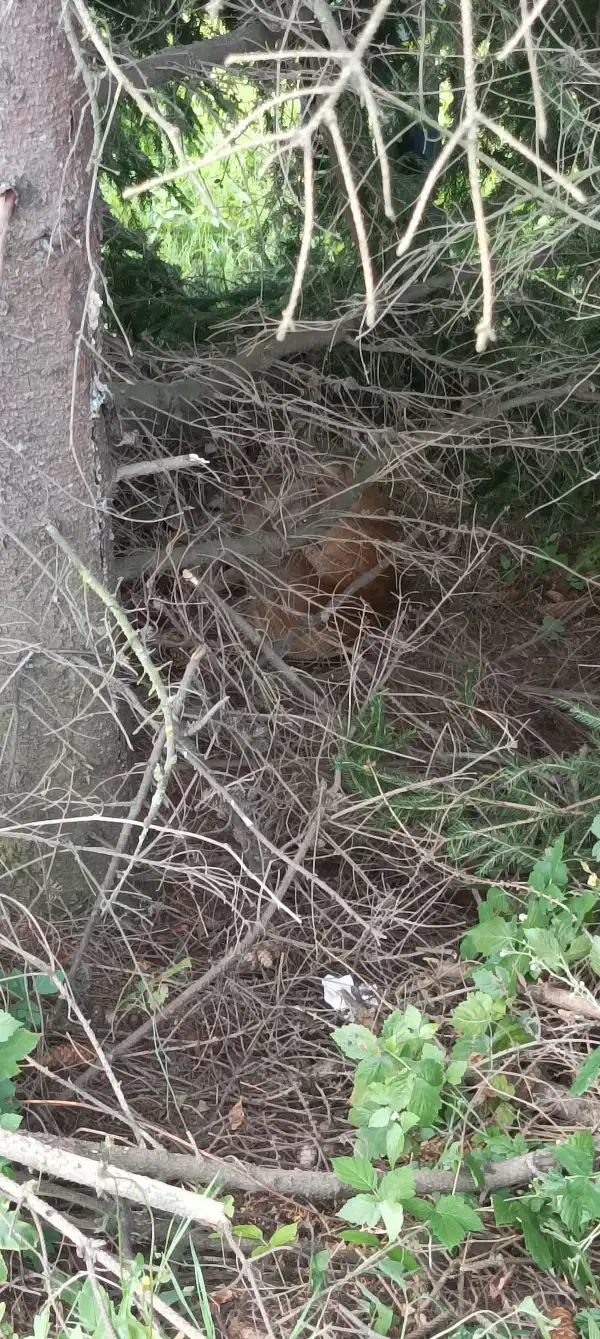 Krużlowa-Wyżna: Strażacy pospieszyli z pomocą potrąconej przez pojazd sarnie