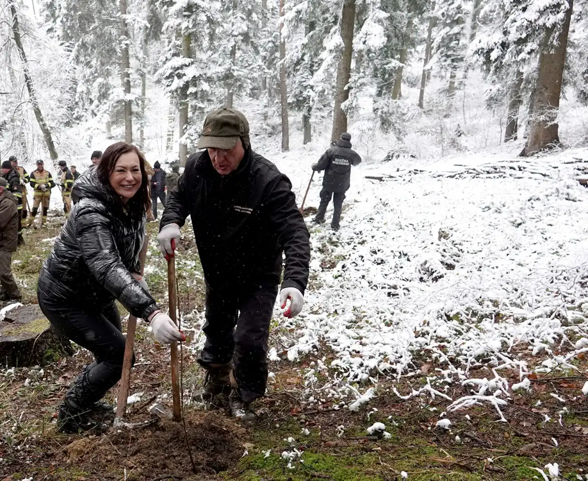 Jarząb brekinia wzbogacił las w Rdziostowie