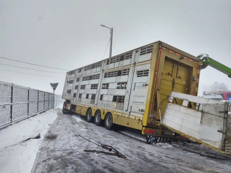 Trzetrzewina: naczepa w której przewożone były zwierzęta osunęła się z drogi