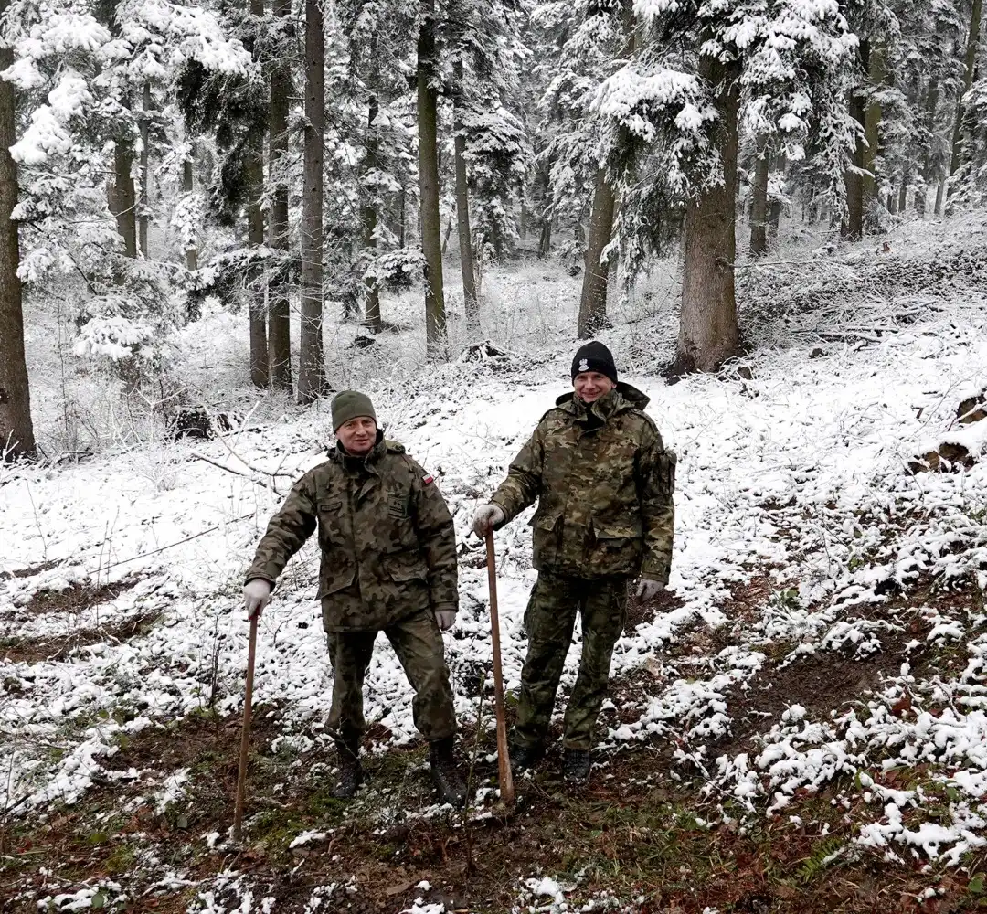 Jarząb brekinia wzbogacił las w Rdziostowie