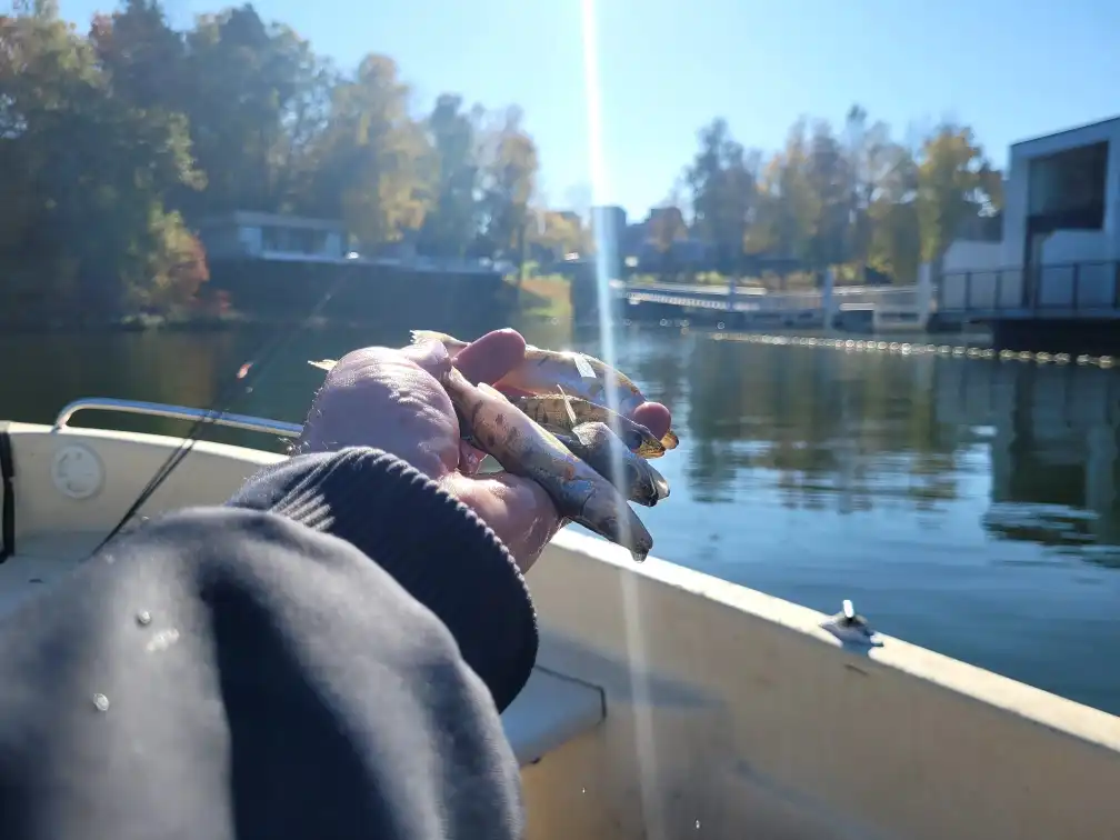 Zawisza" w akcji. Jesienne zarybianie Jeziora Rożnowskiego