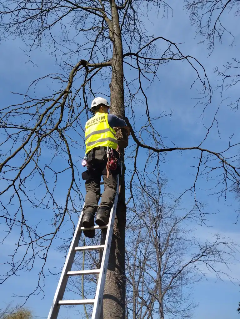 Pracownicy MZGKiM w Piwnicznej-Zdroju zamontowali budki lęgowe dla ptaków