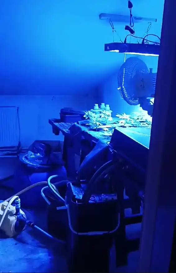 Śledczy z Nowego Sącza rozbili plantację konopi i wykryli nielegalny handel narkotykami