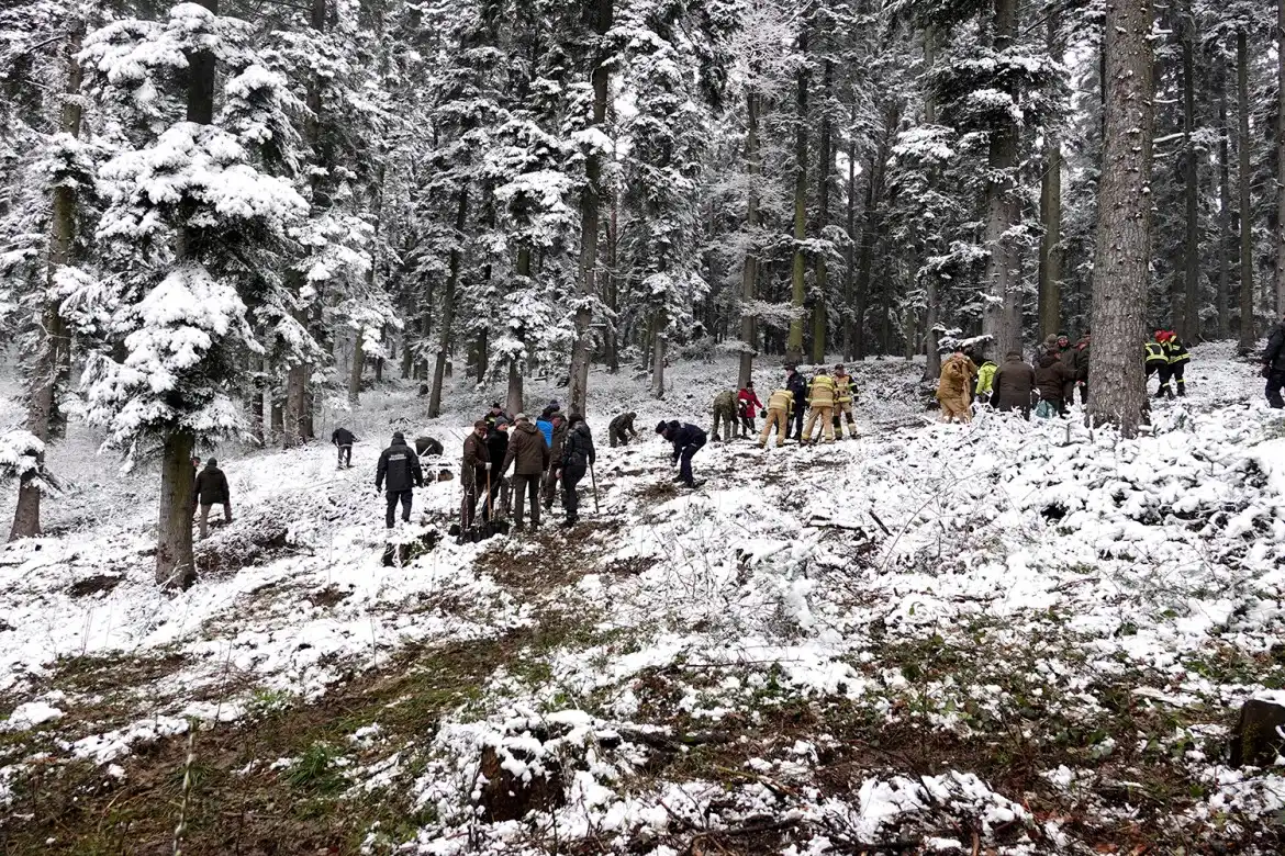 Jarząb brekinia wzbogacił las w Rdziostowie