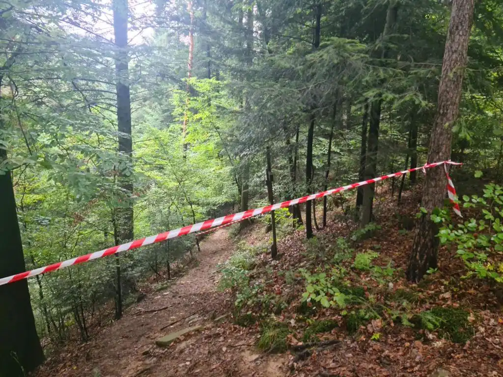 Tropie: szerszenie pogryzły pielgrzymów