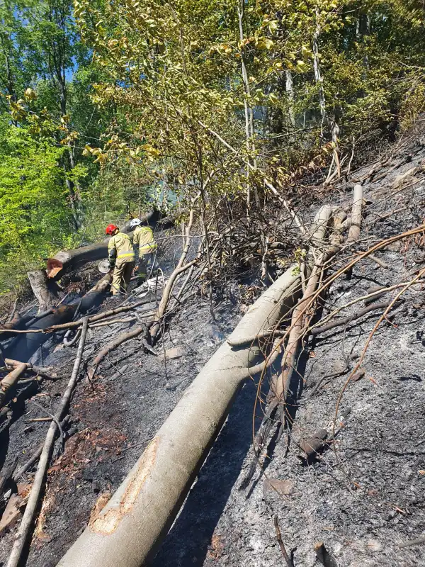Pożar lasu w Żegiestowie. Z ogniem walczyło 12 zastępów straży