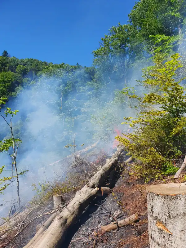 Pożar lasu w Żegiestowie. Z ogniem walczyło 12 zastępów straży