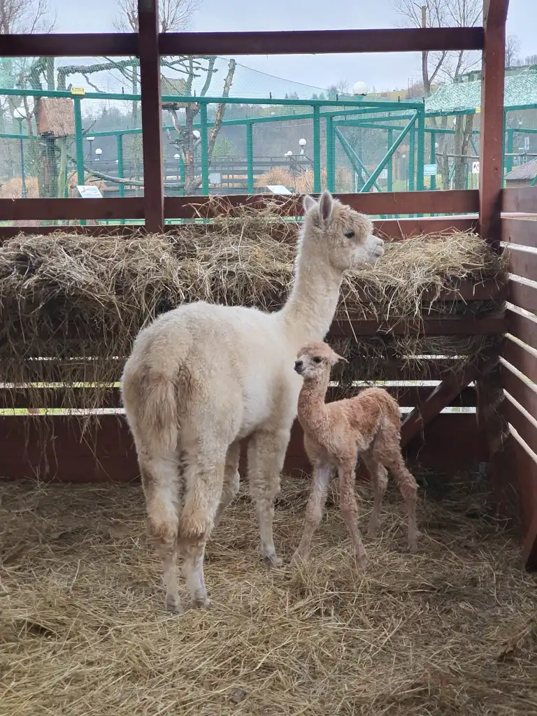 Nowy mieszkaniec muszyńskich ogrodów tematycznych