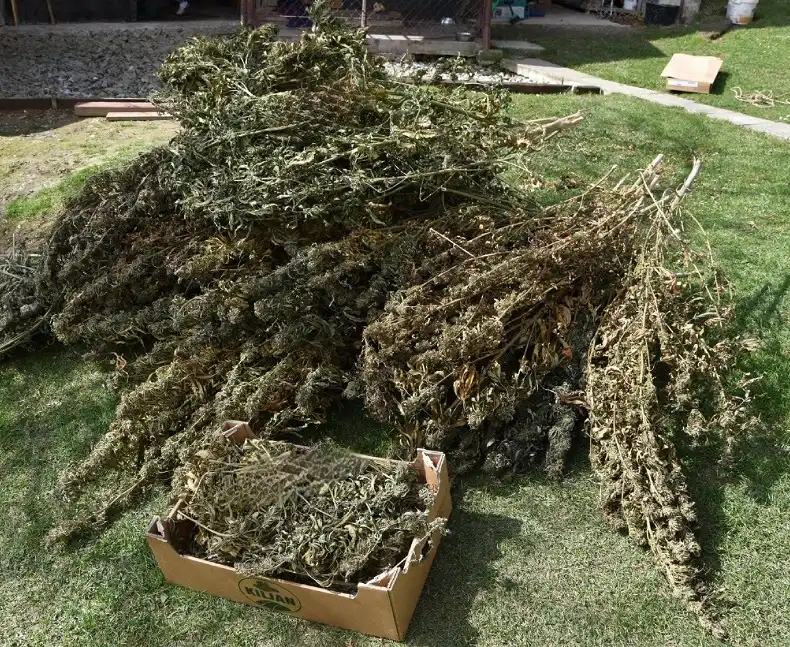 Posiadał ponad 22 kg narkotyków. 30-letni mieszkaniec Limanowej trafił do aresztu