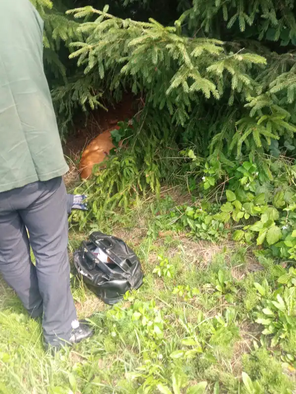 Krużlowa-Wyżna: Strażacy pospieszyli z pomocą potrąconej przez pojazd sarnie