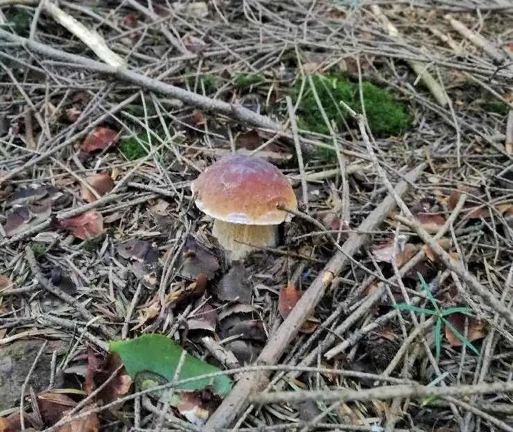Bezpieczne grzybobranie. Policjanci radzą jak zadbać o swoje bezpieczeństwo w lesie