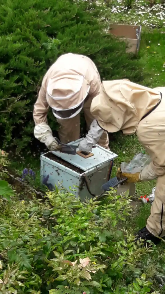 Krynica-Zdrój: Rój pszczół zagrażał przechodniom. Pomogli strażacy