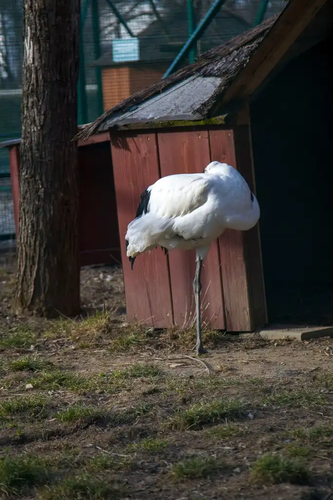 Krokusy i pierwszy dzień wiosny w muszyńskich ogrodach