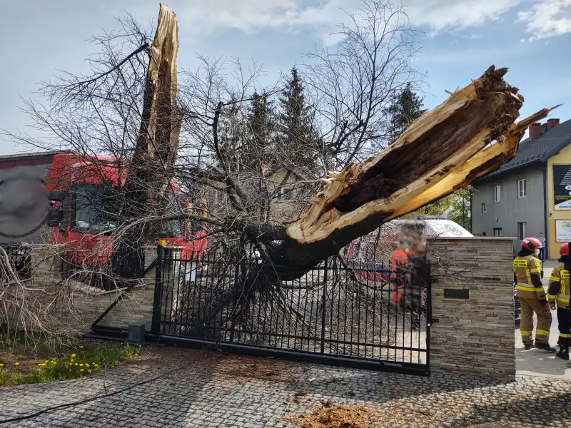 Wypadek na ul. Nawojowskiej w Nowym Sączu: rozbita ciężarówka, złamane drzewo, uszkodzony płot