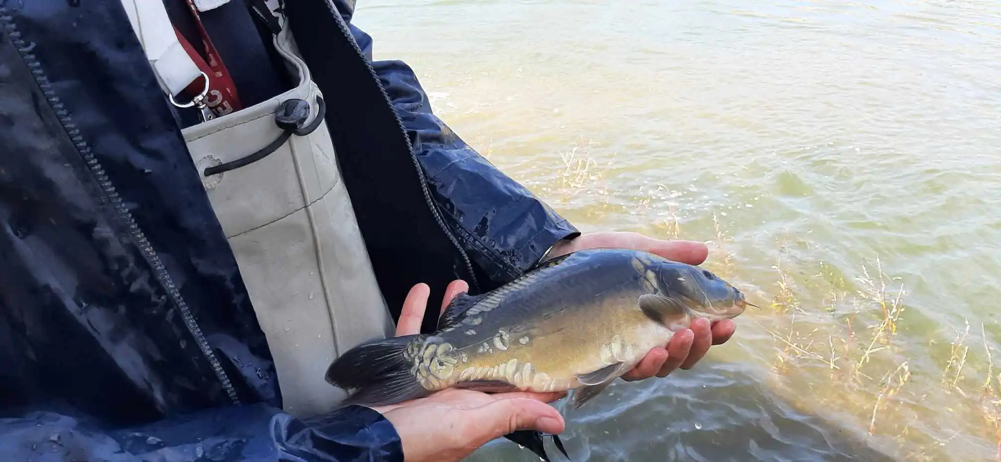 Zawisza" w akcji. Jesienne zarybianie Jeziora Rożnowskiego