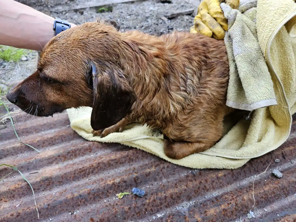 Nowy Sącz: Na ul. Zyndrama pies wpadł do studni. Na pomoc ruszyli strażacy