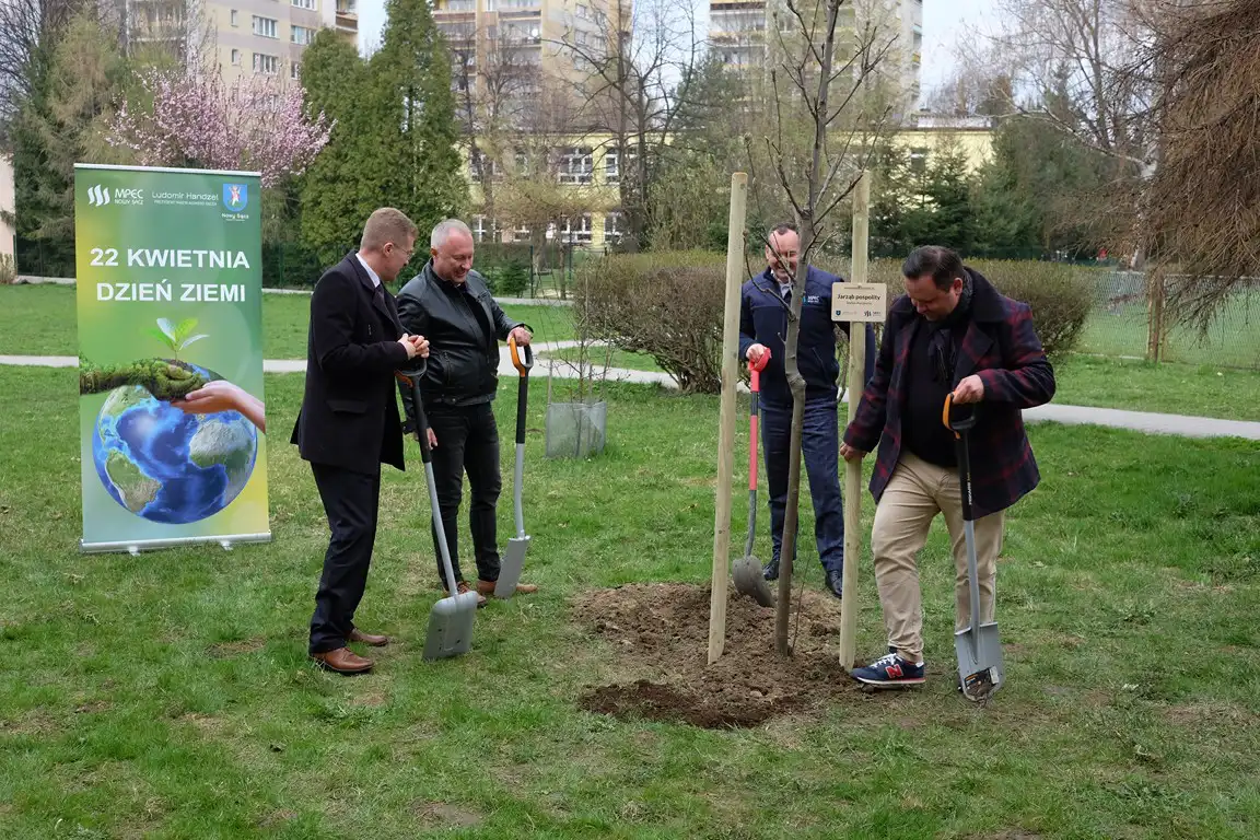 Sądecki MPEC kontynuuje nasadzenia drzew