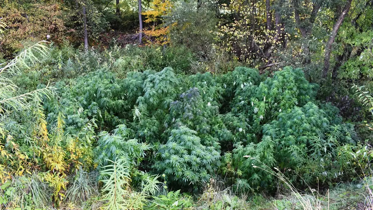 Policjanci z Jodłownika zlikwidowali plantację marihuany