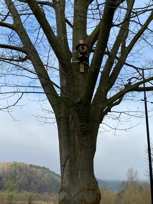 Pracownicy MZGKiM w Piwnicznej-Zdroju zamontowali budki lęgowe dla ptaków