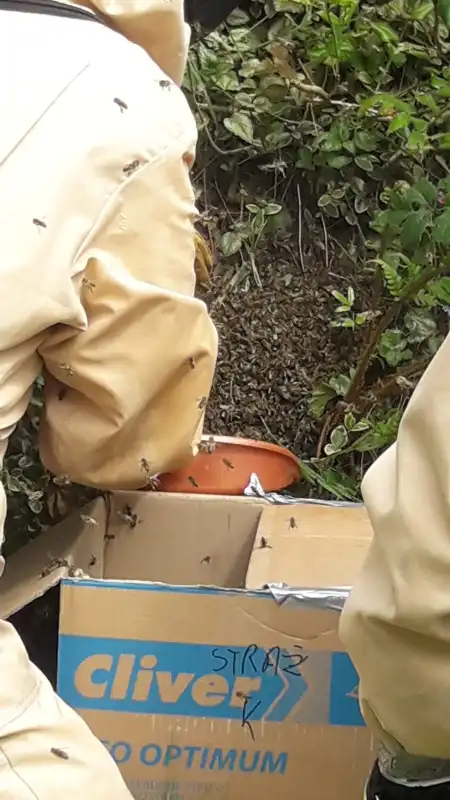 Krynica-Zdrój: Rój pszczół zagrażał przechodniom. Pomogli strażacy