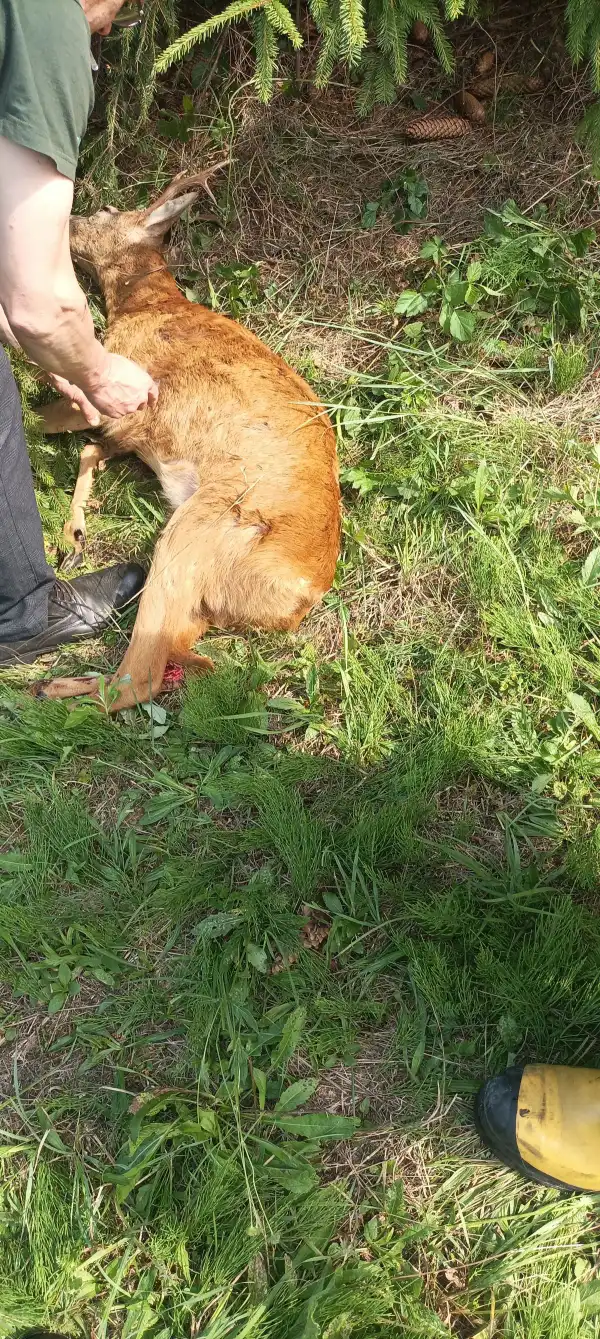 Krużlowa-Wyżna: Strażacy pospieszyli z pomocą potrąconej przez pojazd sarnie