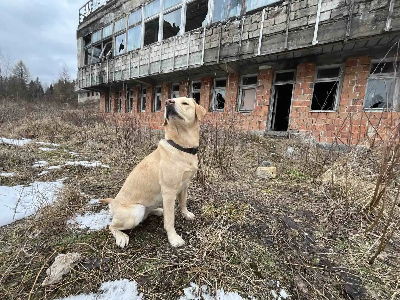 Próba w opuszczonym hotelu. Psy ratownicze OSP Nowy Sącz na szkoleniu