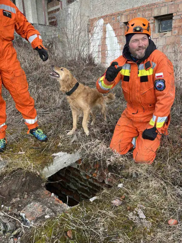 Próba w opuszczonym hotelu. Psy ratownicze OSP Nowy Sącz na szkoleniu