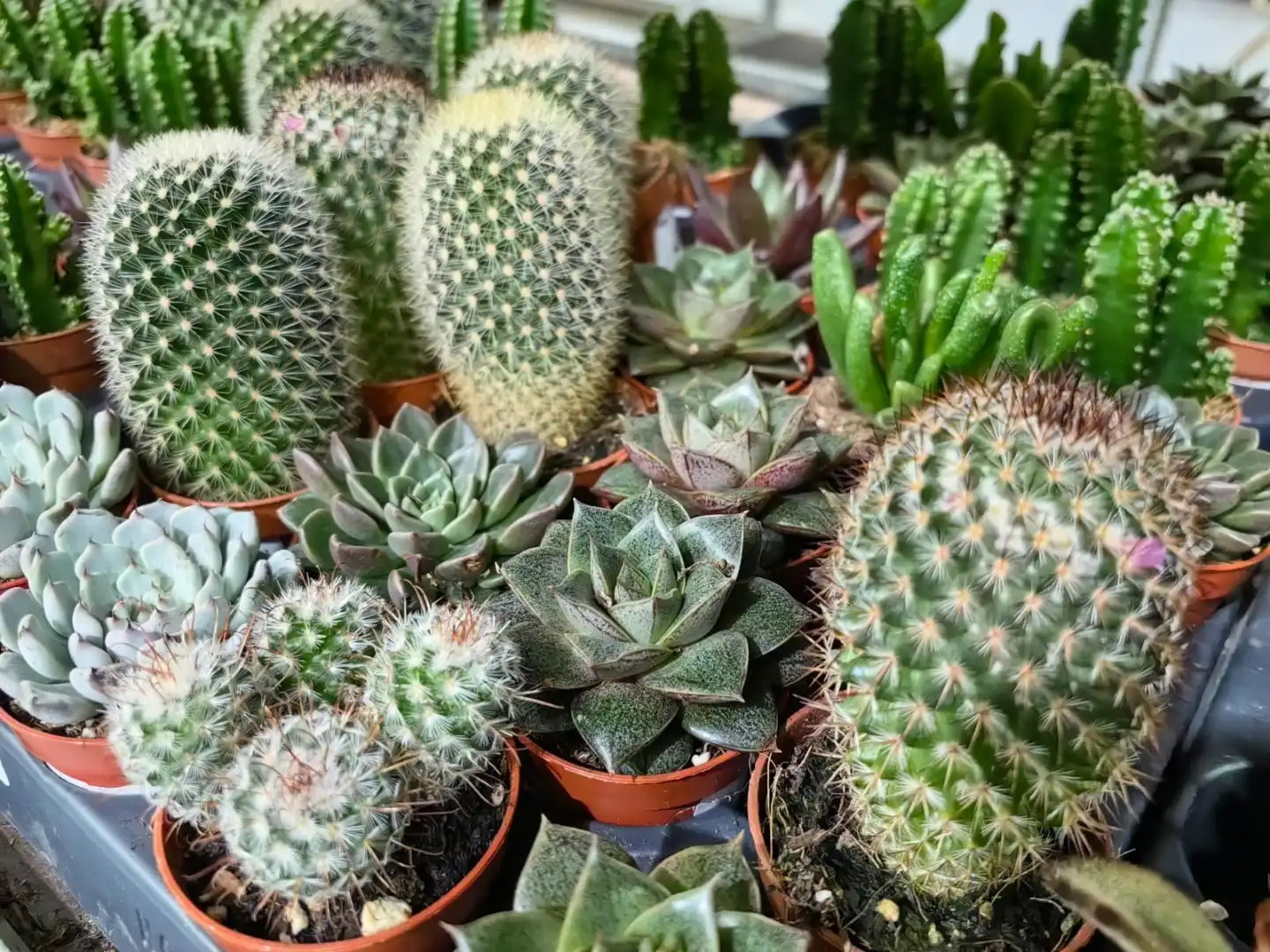 Kolejna edycja największego targu roślin doniczkowych w Krakowie!